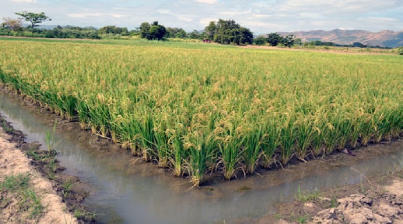 Producci N De Arroz En Venezuela Crecer Un Este A O