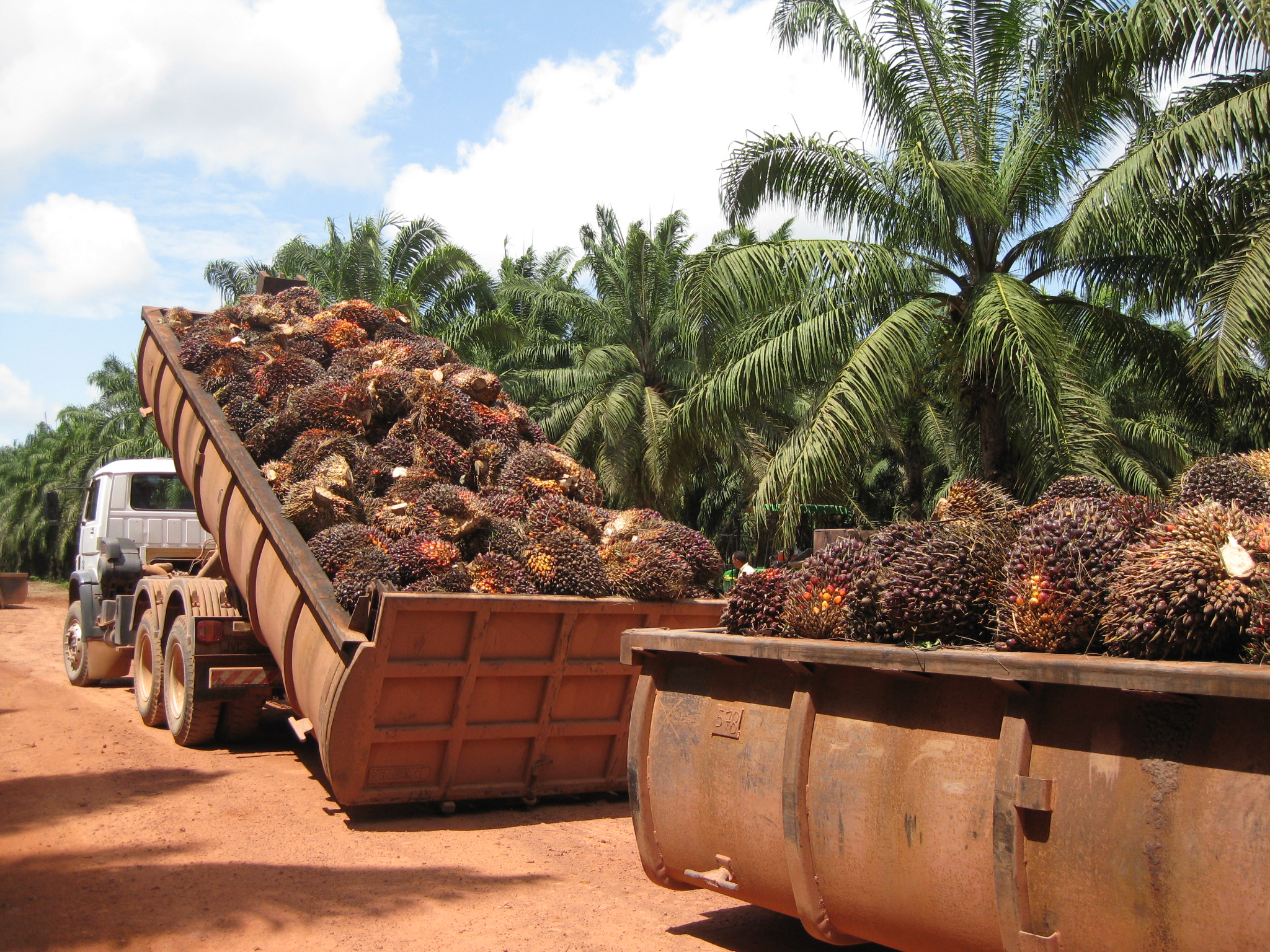 Хозяйство малайзии. Плантации масличной пальмы. Пальмовые плантации в Малайзии. Малайзия пальмовое масло. Малайзии производителем пальмового масла.