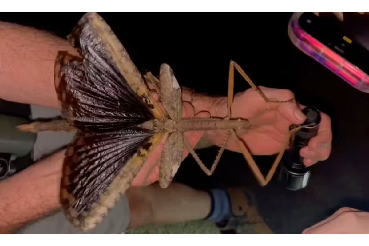 Científicos descubren especie de insecto palo gigante