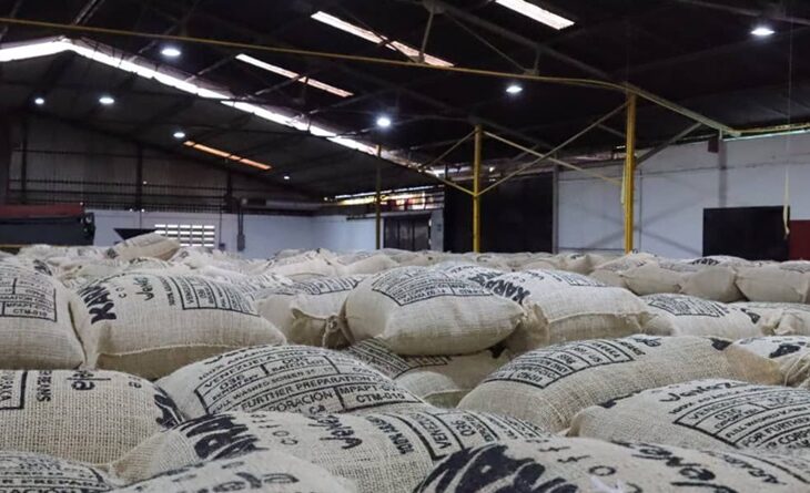 Venezuela exportó más de 86 mil quintales de café en el primer semestre de 2025