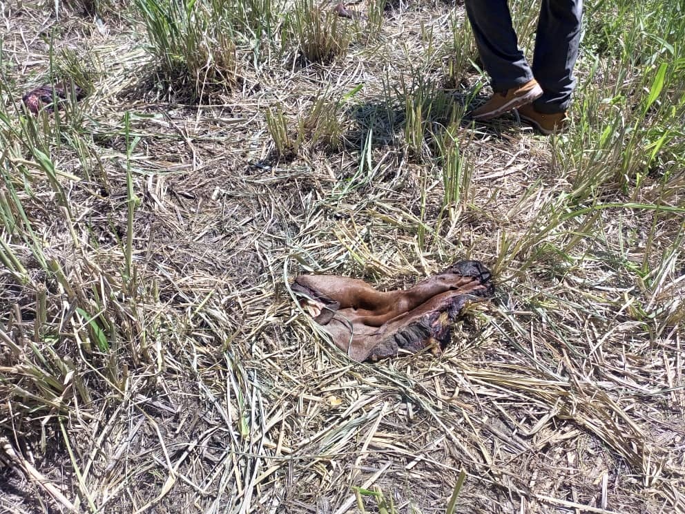 Defensores de animales piden investigar asesinato de caballo elsiglo.com.ve