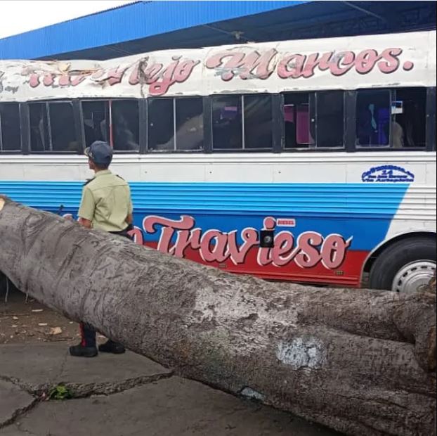Árbol cayó sobre un autobús dentro del Terminal de Pasajeros elsiglo.com.ve