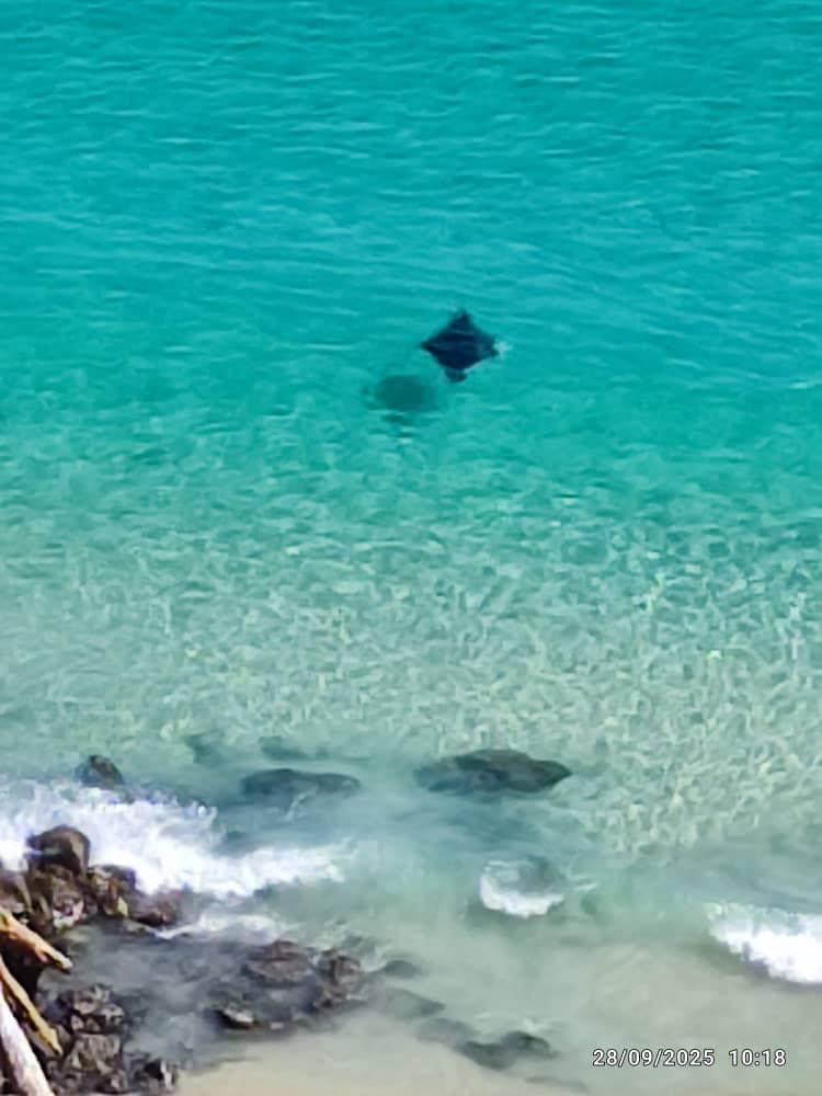 Mantarraya en la Bahía de Cata se robó todas las miradas elsiglo.com.ve