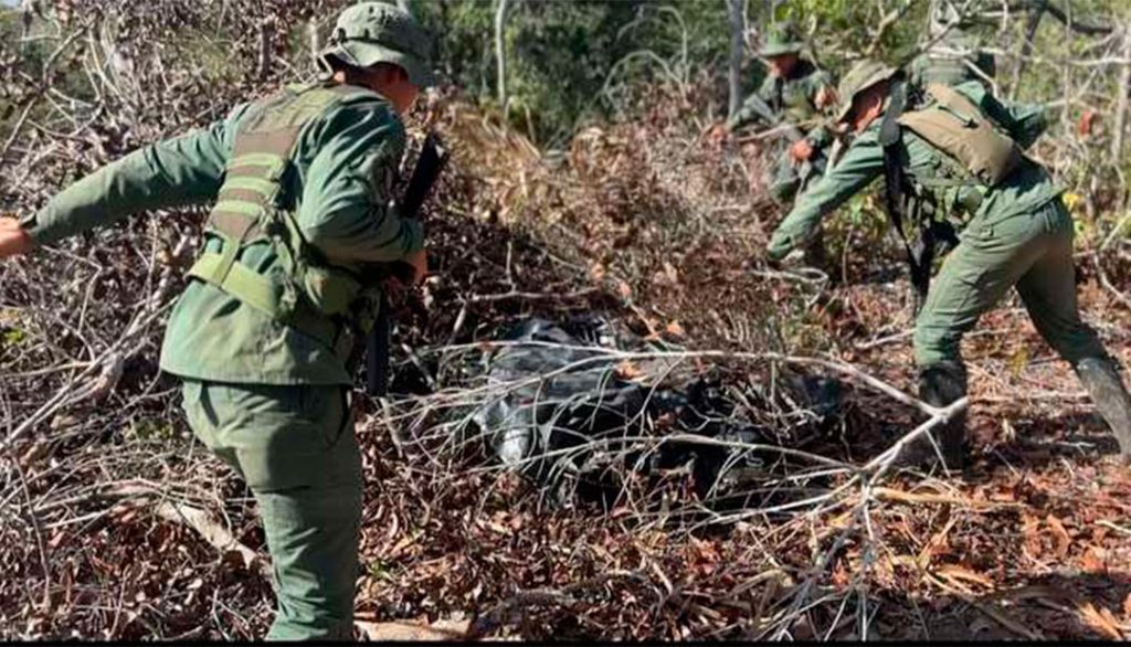FANB destruyó seis hectáreas de marihuana camuflajeadas como cultivos de frijoles elsiglo.com.ve