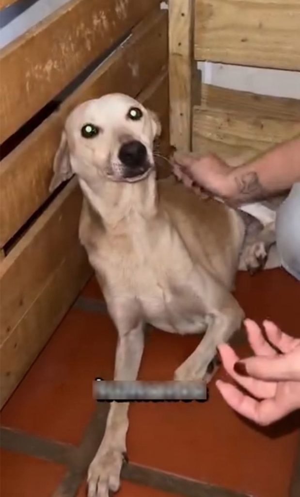 Perrita abusada en San Jacinto ya está bajo resguardo de los proteccionistas elsiglo.com.ve