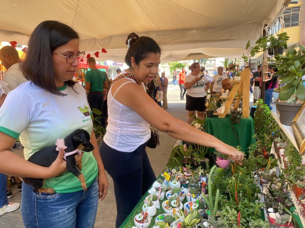 Se consolidan las ventas de cactus y suculentas elsiglo.com.ve