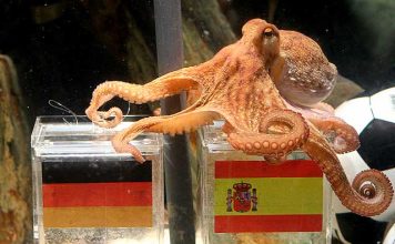 Recordando al Pulpo Paúl y al gato Aquiles