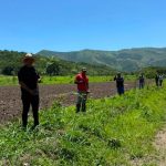 Más de 4 mil plantas fortalecen jornada de reforestación en el sector El Socorro