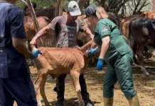 Inician vacunación bovina contra la fiebre aftosa La actividad contó con la participación de productores de la zona y personal técnico especializado, quienes realizaron las labores de aplicación de las dosis y ofrecieron orientación sobre la importancia de mantener al día los esquemas de inmunización del ganado.