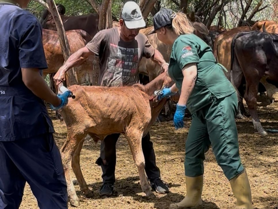 Inician vacunación bovina contra la fiebre aftosa elsiglo.com.ve