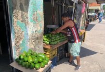 Bajan precios del aguacate en Palo Negro Bajan precios del aguacate en Palo Negro