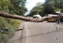 Dos muertos dejó colisión por árbol caído en Portuguesa