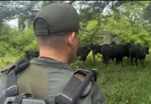 Autoridades recuperaron 20 búfalos hurtados en Zulia