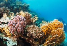 Venezuela y FAO activan plan para frenar avance de coral invasor Venezuela y FAO activan plan para frenar avance de coral invasor
