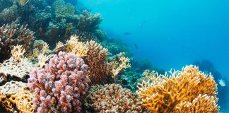 Venezuela y FAO activan plan para frenar avance de coral invasor Venezuela y FAO activan plan para frenar avance de coral invasor