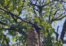 Peligroso enjambre de avispas mantiene en alerta a vecinos de Caña de Azúcar Peligroso enjambre de avispas mantiene en alerta a vecinos de Caña de Azúcar