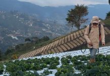 La fresa sigue marcando el ritmo del campo coloniero