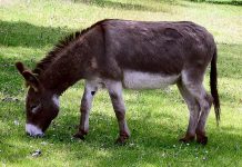 Burro amputó el miembro genital a un ciudadano en Monagas